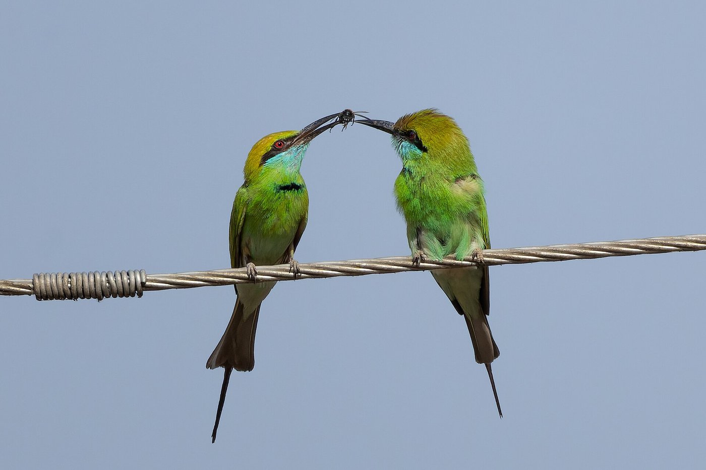 Asian green bee-eater perched in Jawai Bandh