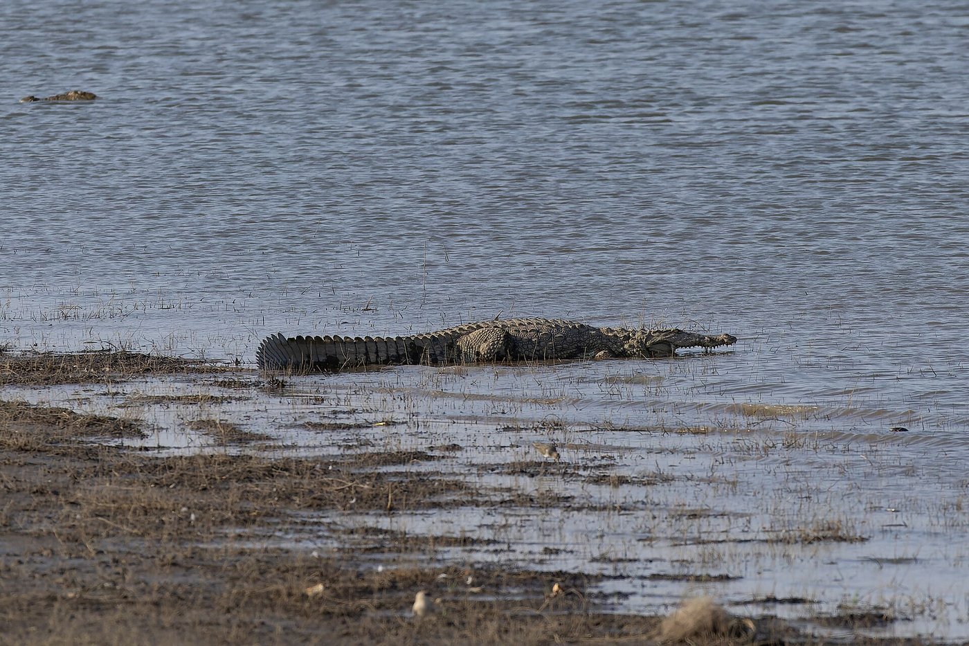 Mugger crocodile basking along the edge of Jawai Bandh water reservoir