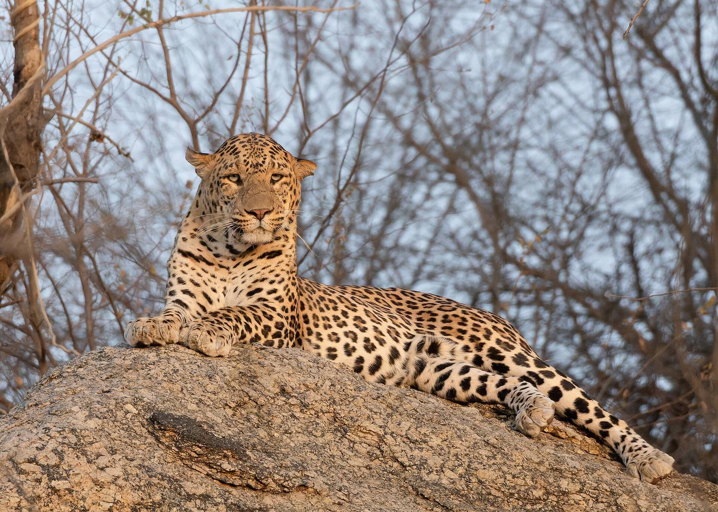 Authentic wild Indian leopard in its natural rocky habitat in Jawai Bandh, Rajasthan