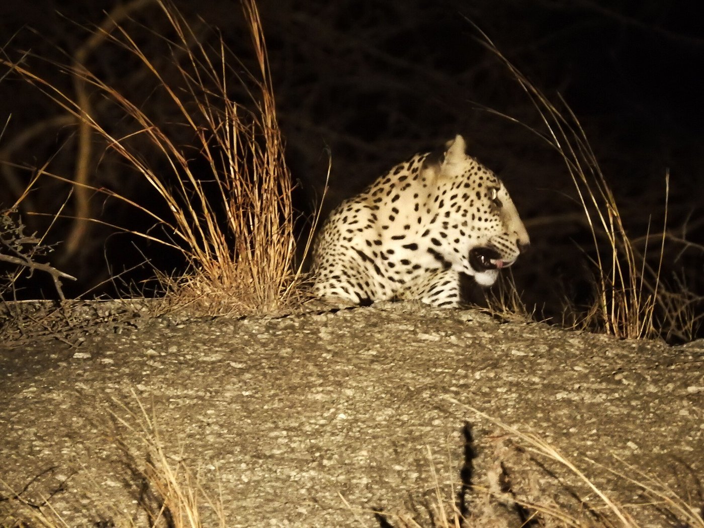 Leopard standing on ancient granite boulder in Jawai Bera