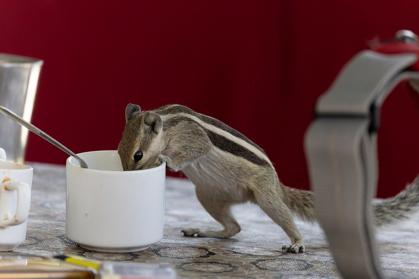Indian palm squirrel in native habitat at Jawai Bandh